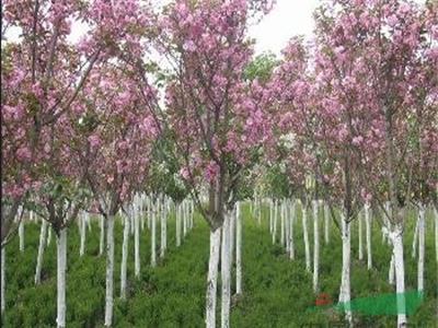 日本樱花，晚樱