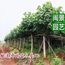 黄槿 米径10-30公分 福建漳州闽景园艺场