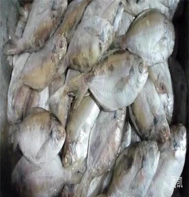 优质水产 供应粗加工冷冻水产品 肉鲳 东海野生鲳鱼