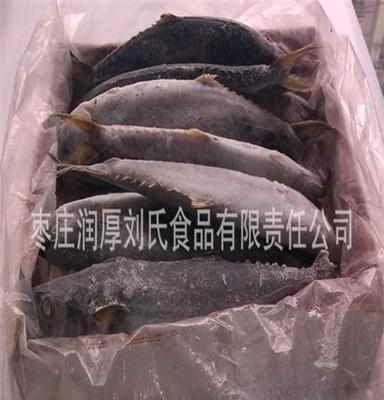 批发冷冻鲅鱼 鲜苔鲅鱼 海产品批发 水产品批发 鲜鱼产品