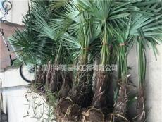 阔叶棕榈树价格信息1.7米高棕榈图片1.8米高毛杆棕榈价格