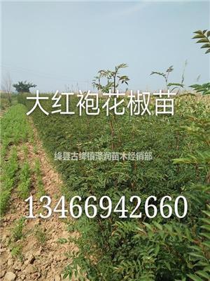 大红袍花椒苗=1年生40公分花椒苗多少钱？