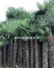 江苏常年大量供应优质棕树  1米-5米规格齐全 基地直供