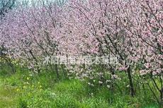 桃树产地直销3公分5公分6公分8公分桃树批发价格合理