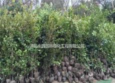 中华蚊母 蚊母树 基地批发低价供应