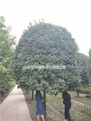 丹桂10-13公分基地苗木出售  开花率好 冠幅齐整