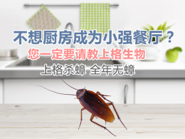 上海专业驱白蚁 上海学校除蟑螂多少钱