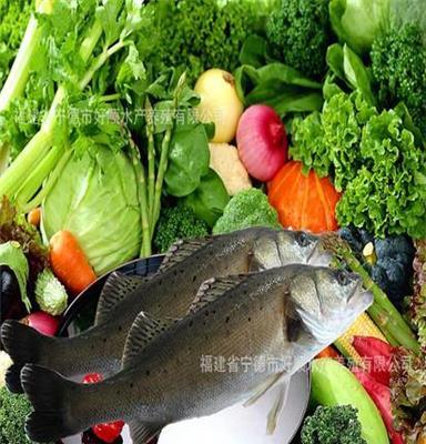 冰鲜水产品 批发 批发无公害优质鲈鱼 1500-2000g