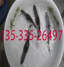 [广州首家鸭嘴鱼苗供应商繁殖孵化科研基地]批发 价格