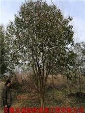 安徽肥西有:丛生女贞 丝棉木 朴树 桕 黄连木 榆树