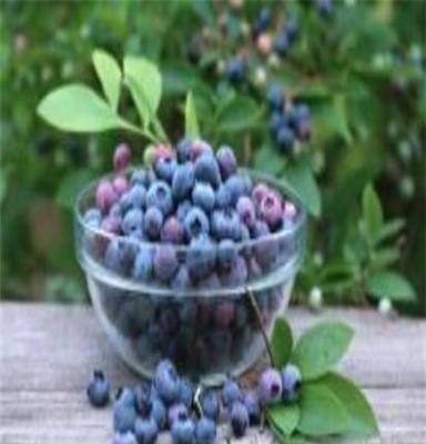 野生蓝莓12.5kg箱装果脯