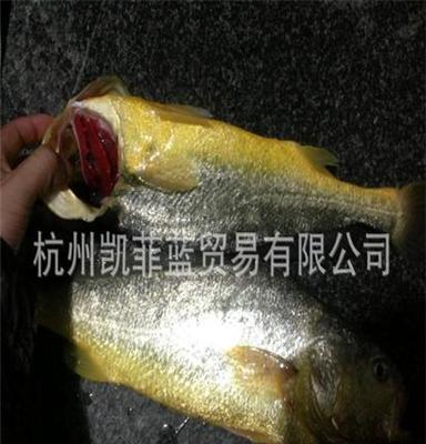 东海 野生大黄鱼 /舟山大黄鱼/2.3斤以上/冰鲜黄鱼/温州人的鱼
