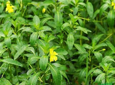 黄花水龙供应/黄花水龙图片