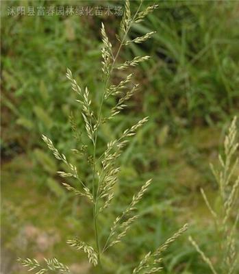 野古草种子，野古草种苗，别名：野枯草、硬骨草、马牙草