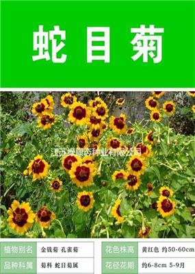 蛇目菊种子 种子多 价格低 包成活率 种植技术上门指导