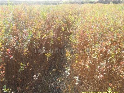 红豆杉、紫薇、马褂木、香樟树等苗木