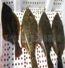 萊州益農 供應鮮活石鰈魚 鮮活水產品 出口韓國