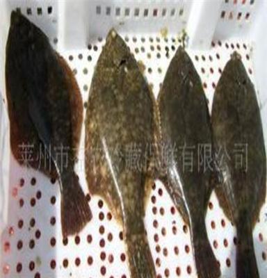 莱州益农 供应鲜活石鲽鱼 鲜活水产品 出口韩国