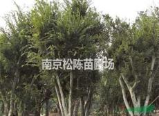 供应杆径28公分30公分35公分40公分50公分移植朴树价格