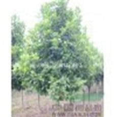 香樟价格|香樟树价格|25-30公分香樟树什么价格