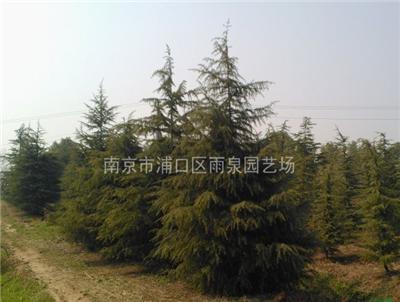 南京5米雪松树，汤泉镇高度5米雪松树价格信息。