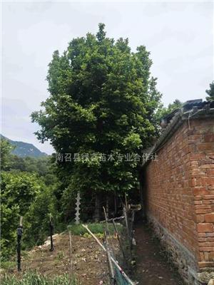 河南红玉兰，河南红玉兰基地，河南红玉兰价格，河南哪里有红玉兰