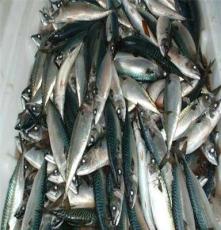 山东青岛供应 粗加工水产品 鱼肉