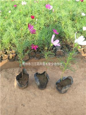 波斯菊草花种子价格，图片、经销商【便宜波斯菊草花】