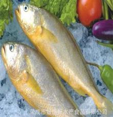 大量提供冷冻粗加工水产品 优质黄花鱼 营养丰富 欢迎咨询 图