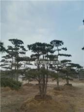 莱芜丛生优质景观油松价格、高度8米的造型松供应