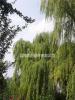淄博15公分柳树种植基地-临淄凯创园林生机盎然
