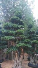 漳州地区供应造型榕树