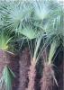 棕高1米-2.5米的棕榈