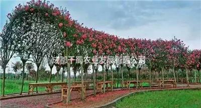 紫薇长廊-植物长廊编织-成都千蜀园林