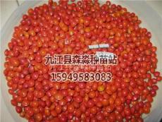 2012年江西海红豆*新价格 江西海红豆药用价值