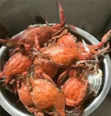 莱州当地梭子蟹，大籽蟹，红膏蟹，公蟹品质保证