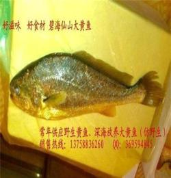 專業提供 冰鮮魚 海鮮水產批發 大黃魚 食品