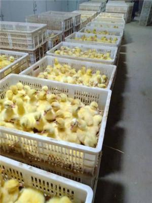 涿州去哪买批发鹅种蛋品牌