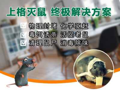 上海驱除跳蚤 上海单位消灭老鼠