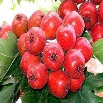 辽宁甜红子山楂价格最低适合南北方果树种植