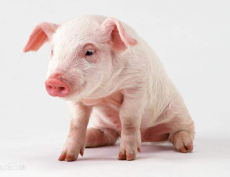 河北畜牧豬采食量下降的常見原因及防治