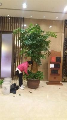 北京专业花卉绿植出租专业花卉绿植租摆服务