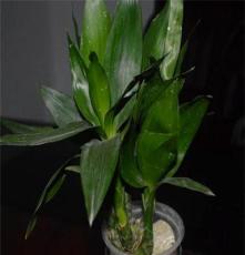 水培观音竹子 富贵竹盆栽 水培花卉 防辐射吸收甲醛净化空气植物