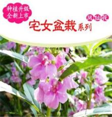 [宅女盆栽]:DIY盆栽植物/QQ农场凤仙花种植花卉盆景/六一儿童礼物