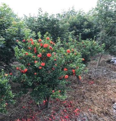 2019四川花石榴价格 四川大量生产花石榴 花石榴价格