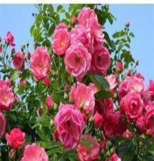 花卉 藤本月季花苗 安吉拉 可用于棚架、花廊、墙垣绿化