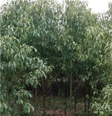 浏阳花木基地大量供应香樟树 园林工程苗木 乔木 10-300公分香樟