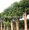 低价批发供应 大量精品造型香樟 绿化乔木