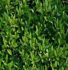 园林绿化苗木 常年低价促销常绿灌木桅子