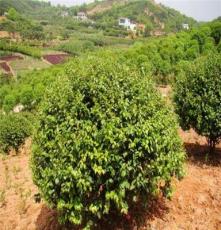 优价供应优质山茶花 绿化灌木